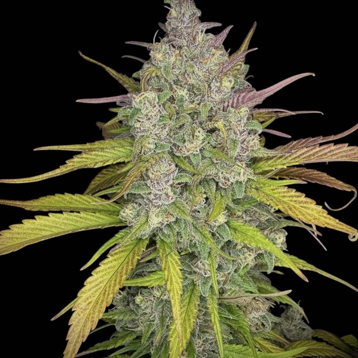 Strawberry CBD Samen Feminisiert Cannabissamen 1 Samen ( +1 gratis) - Hanfify®