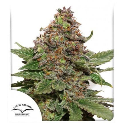 Strawberry Cough | Feminisiert Cannabissamen - Hanfify