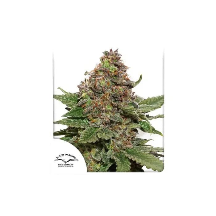 Strawberry Cough | Feminisiert - Cannabissamen - Hanfify®