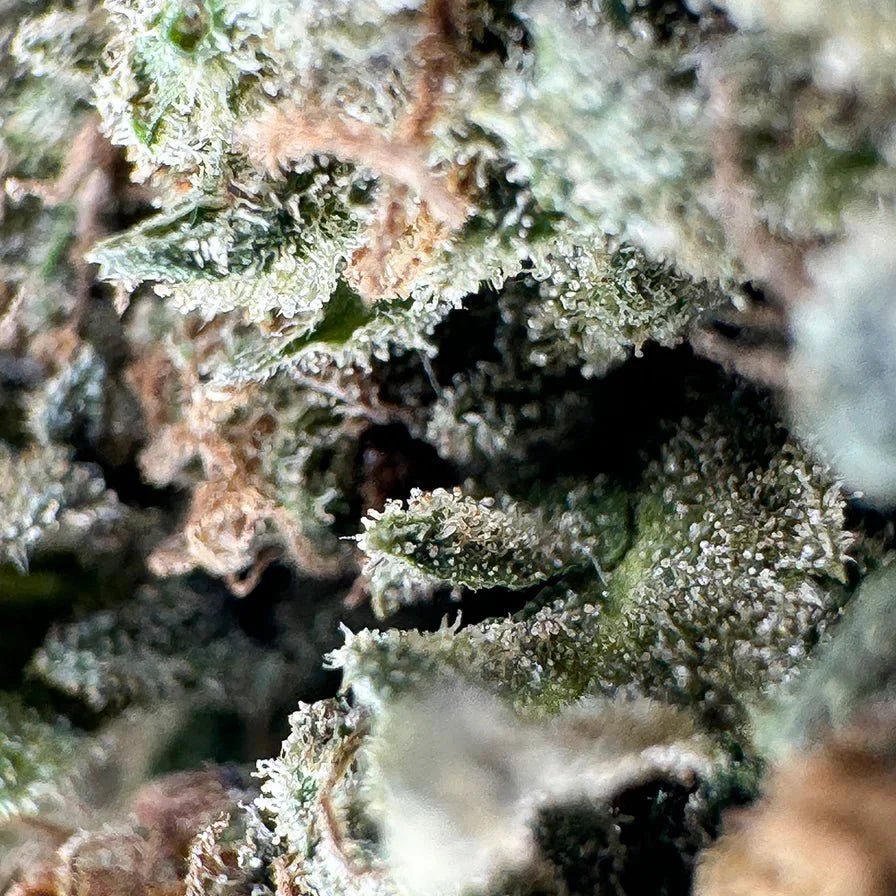 Strawberry Haze Ökopack - Blüten - Hanfify®