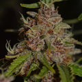 Strawberry Tart Samen Feminisiert - Cannabissamen - Hanfify®