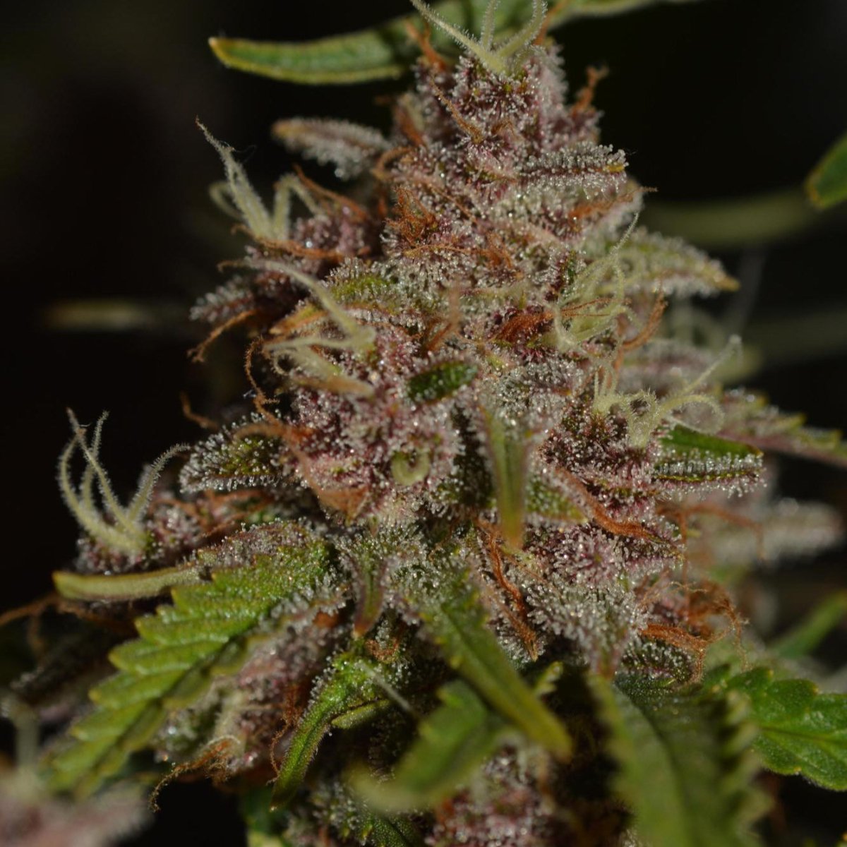 Strawberry Tart Samen Feminisiert - Cannabissamen - Hanfify®