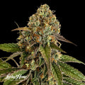 Sunset Sherbet US Samen Feminisiert Cannabissamen 1 Samen (+1 gratis) - Hanfify®