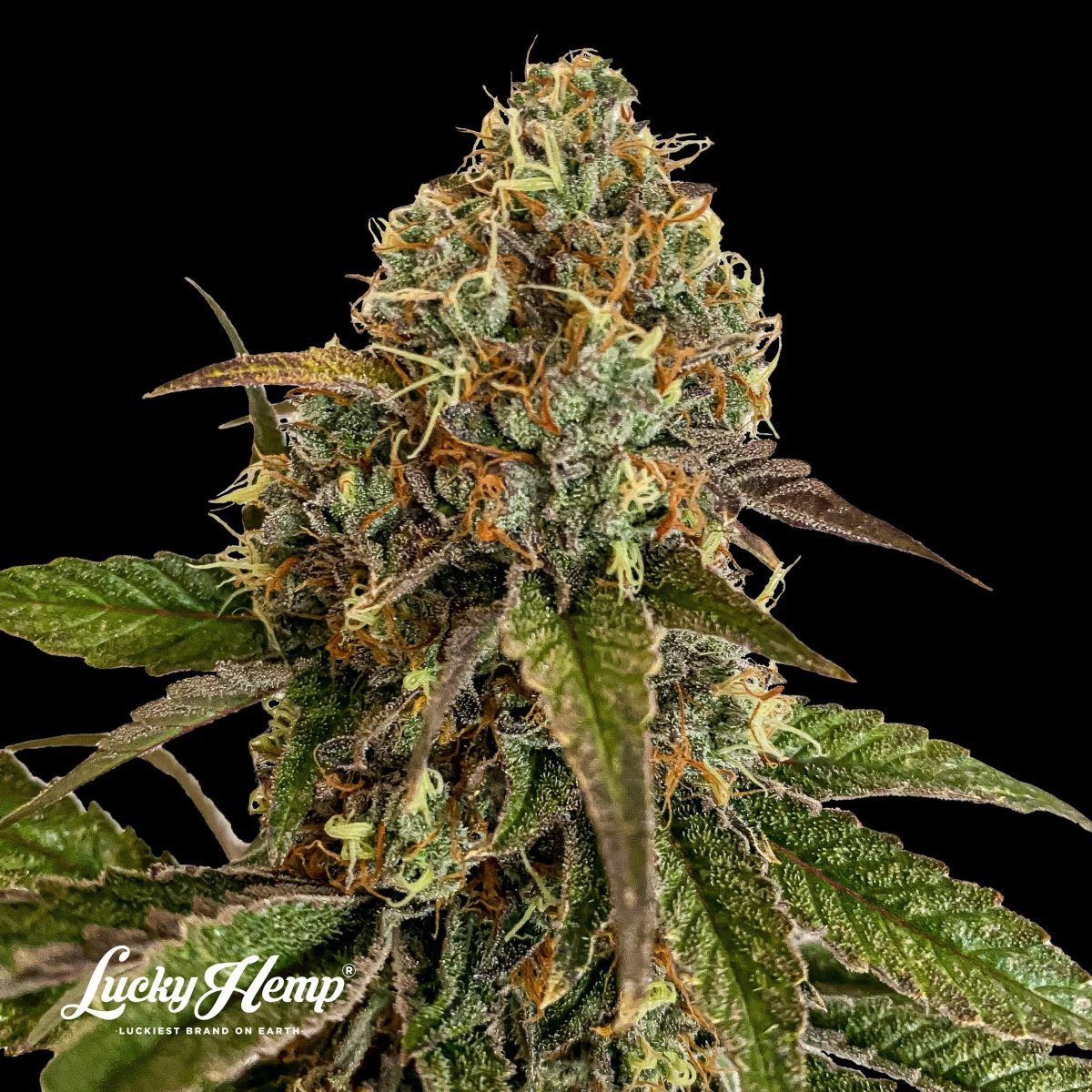 Sunset Sherbet US Samen Feminisiert - Cannabissamen - Hanfify®