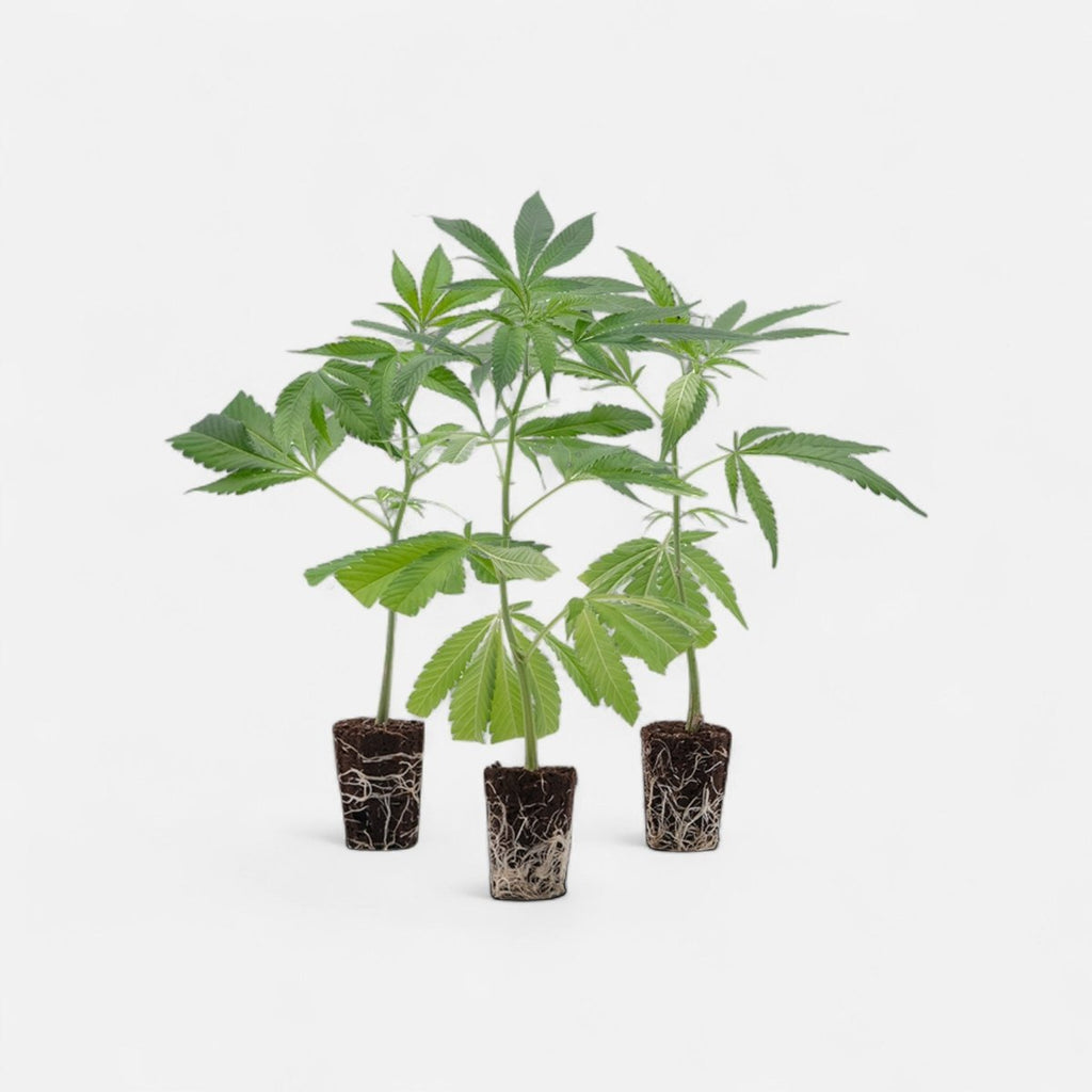 Super - High Stecklinge 3er - Set Hanfpflanzen - Hanfify