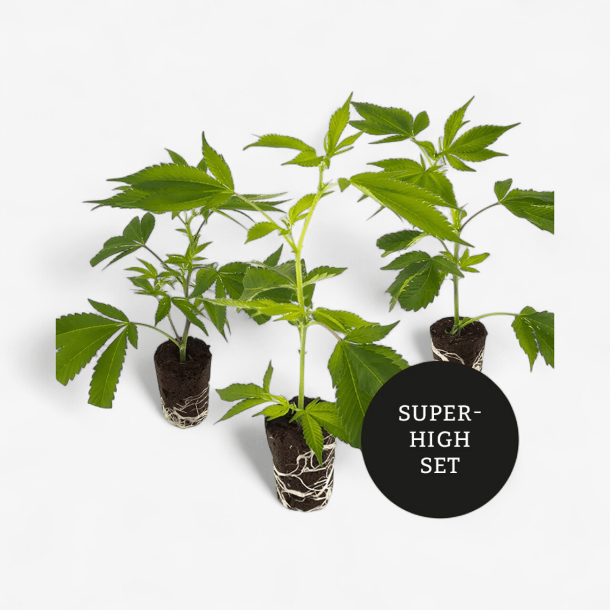 Super - High Stecklinge 3er - Set Hanfpflanzen - Hanfify
