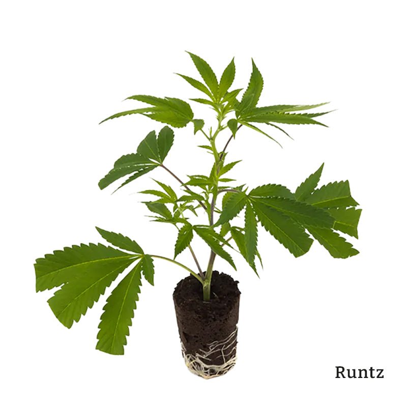 Super - High Stecklinge 3er - Set Hanfpflanzen - Hanfify