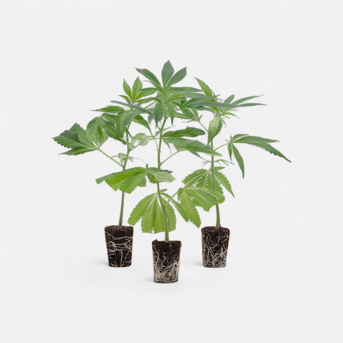 Super-High Stecklinge 3er-Set - Hanfstecklinge - Hanfify®