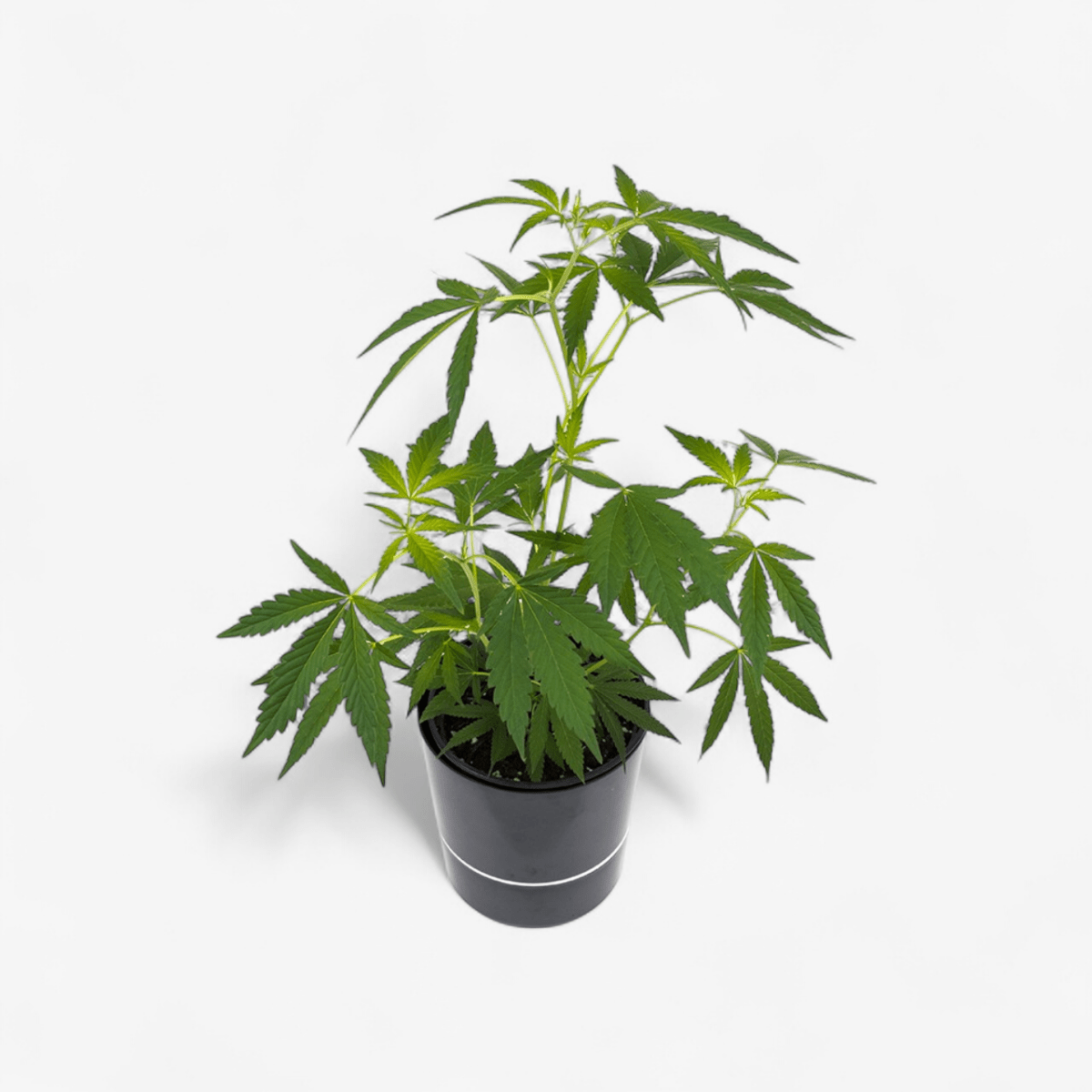 Super Lemon Haze Hanfpflanzen - Hanfify