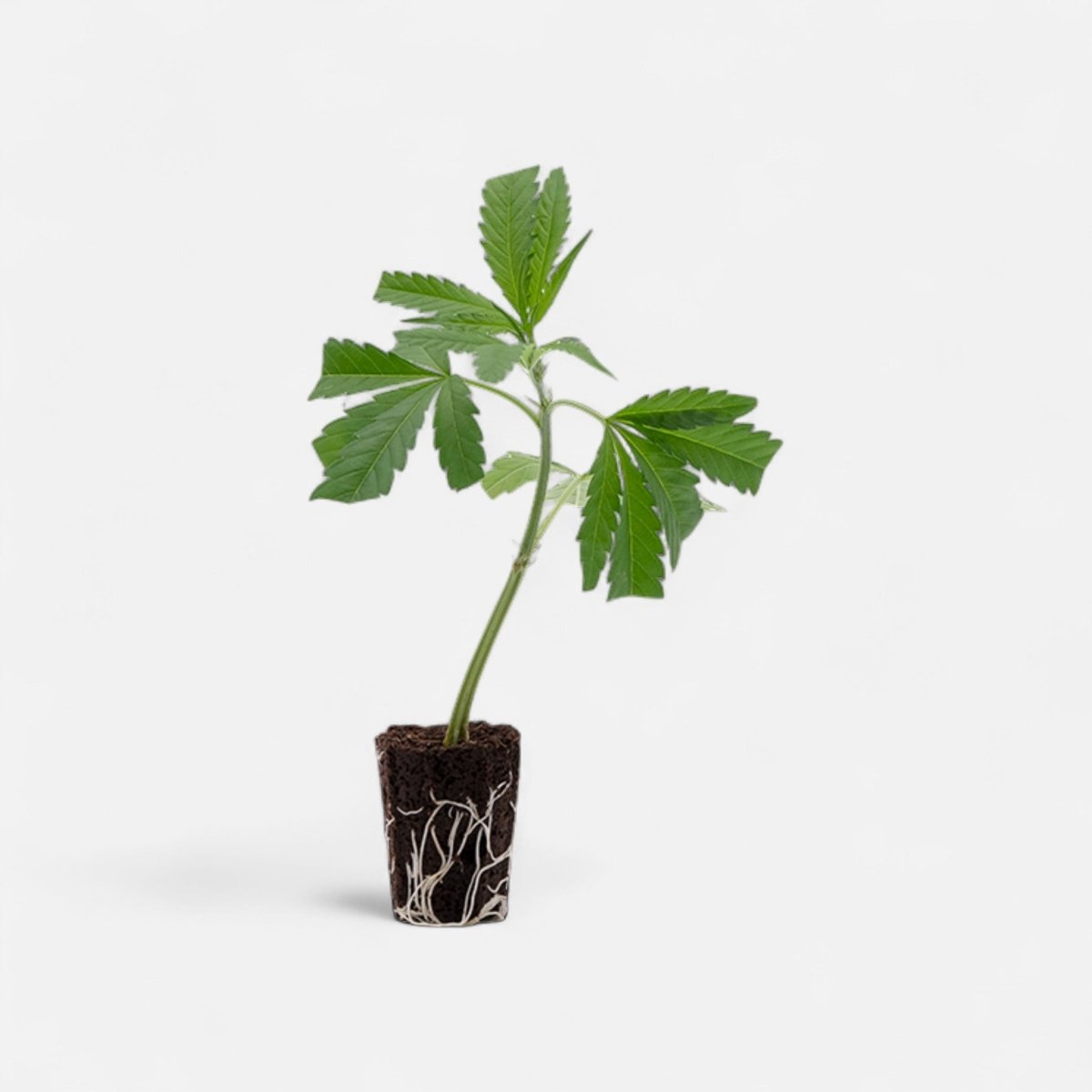 Super Lemon Haze Hanfpflanzen - Hanfify