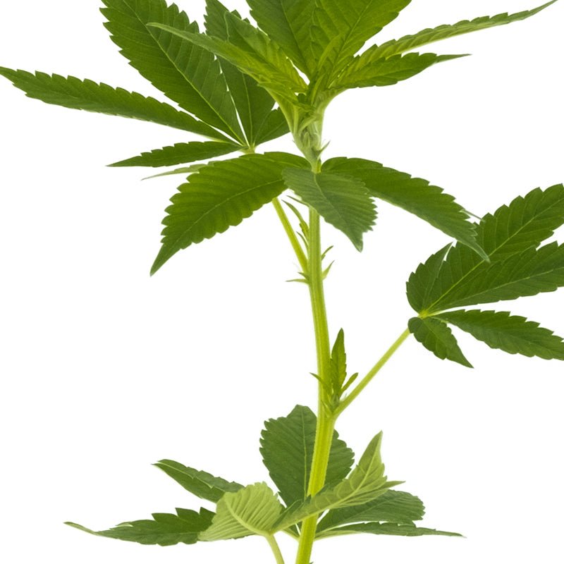 Super Lemon Haze Hanfpflanzen - Hanfify
