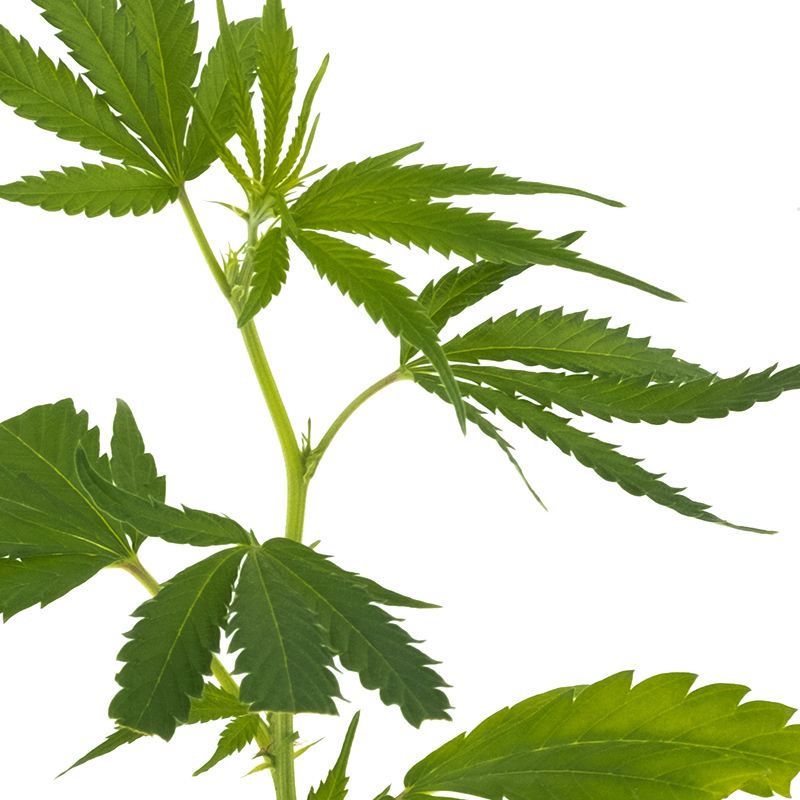 Super Silver Haze Hanfpflanzen - Hanfify