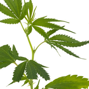 Super Silver Haze Hanfpflanzen - Hanfify
