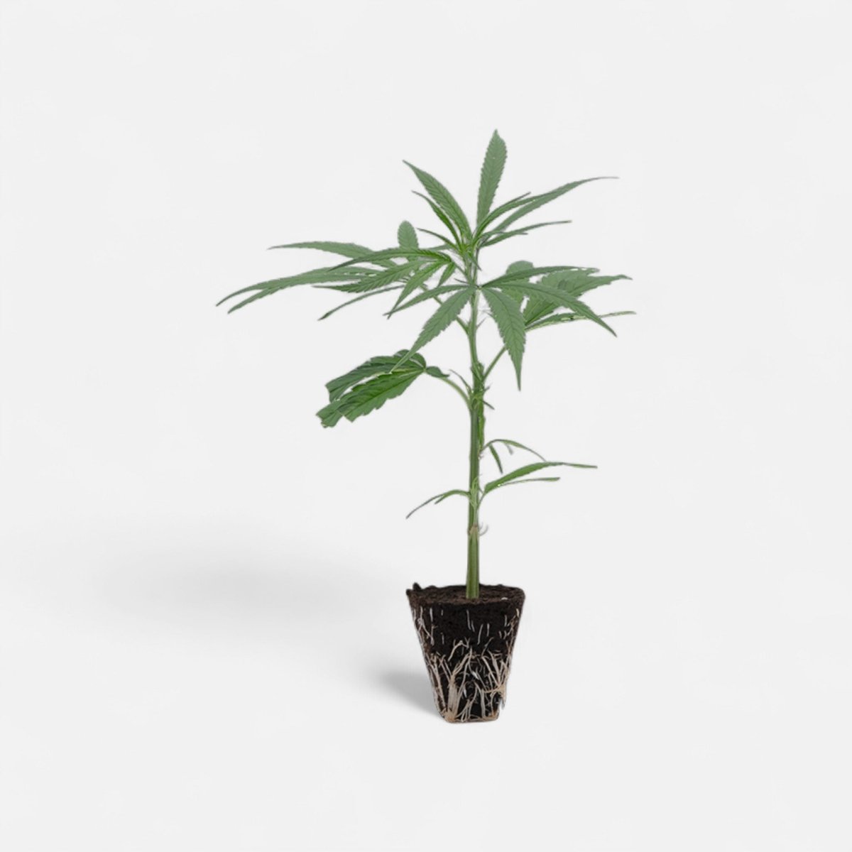 Super Silver Haze - Hanfstecklinge - Hanfify®