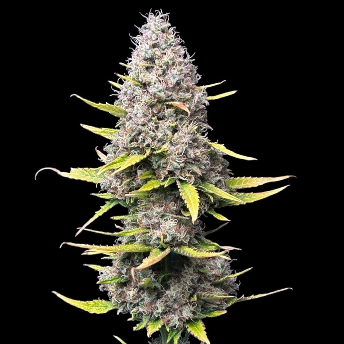 Super Silver Haze Samen Feminisiert Cannabissamen 1 Samen (+1 Gratis) - Hanfify®