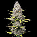 Super Silver Haze Samen Feminisiert - Cannabissamen - Hanfify®