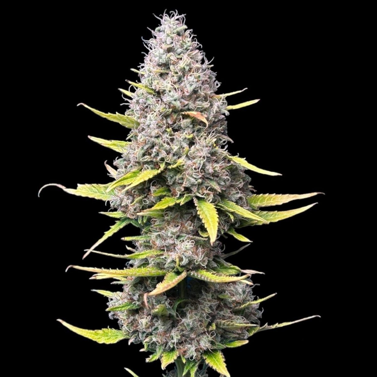 Super Silver Haze Samen Feminisiert - Cannabissamen - Hanfify®