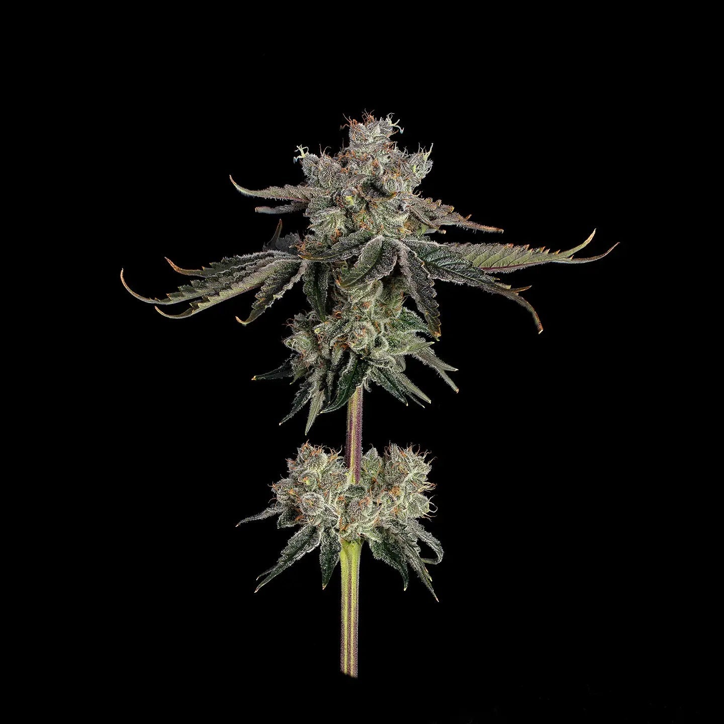 Sweet Sixteen US - Samen Feminisiert Cannabissamen 3 Stück - Hanfify