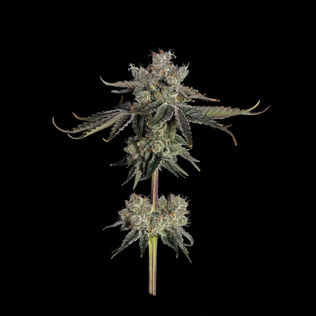 Sweet Sixteen US-Samen Feminisiert - Cannabissamen - Hanfify®