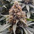 Tangerine Dream Samen Automatik Cannabissamen 1 Samen (+1 Gratis) - Hanfify®