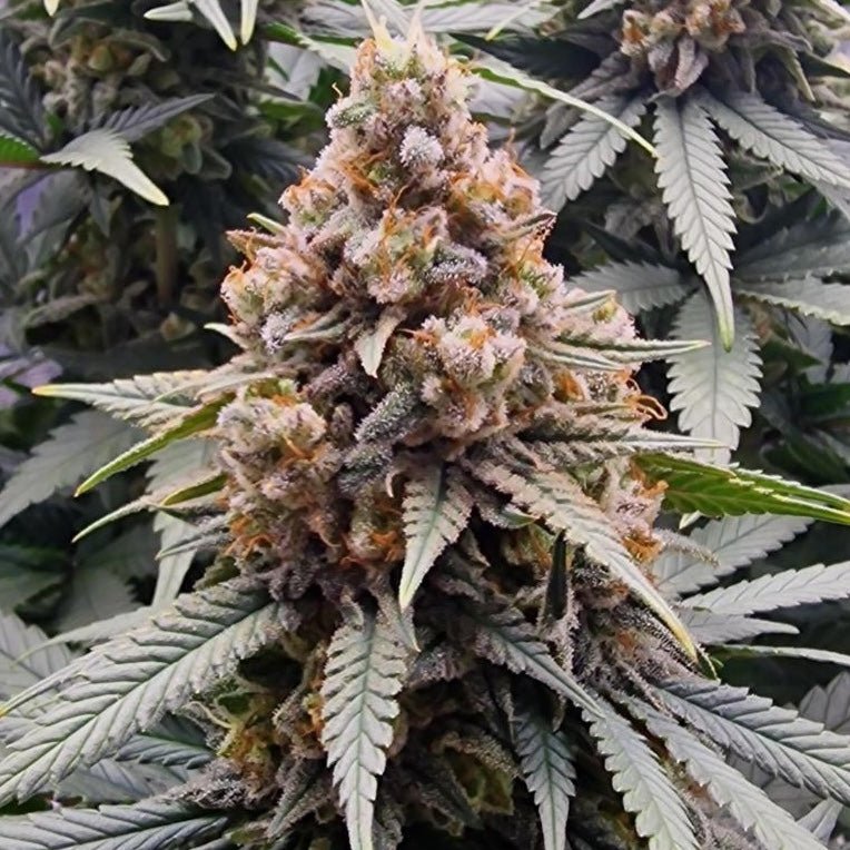 Tangerine Dream Samen Automatik Cannabissamen 1 Samen (+1 Gratis) - Hanfify®
