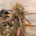 Tropical Cookies Samen Automatik - Cannabissamen - Hanfify®