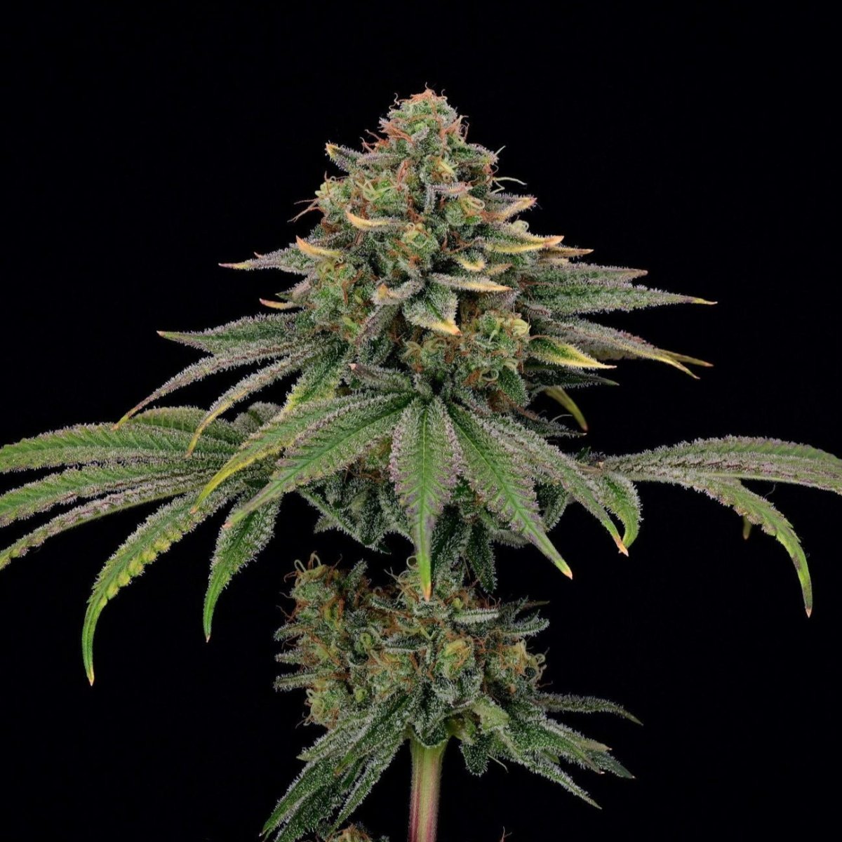 Tropical Gelato Steckling Hanfpflanzen 1 Steckling - Hanfify®