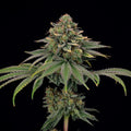 Tropical Gelato Steckling - Hanfstecklinge - Hanfify®