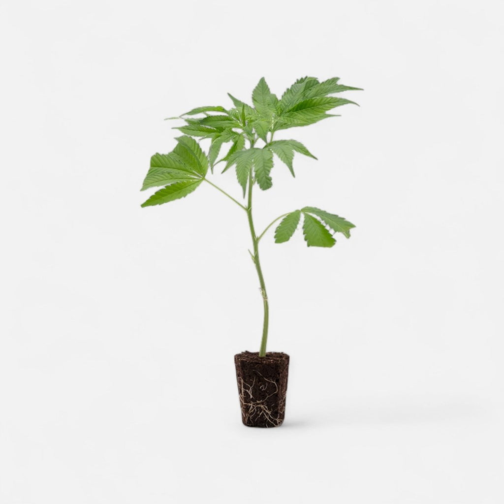 Tropicanna Banana Hanfpflanzen - Hanfify