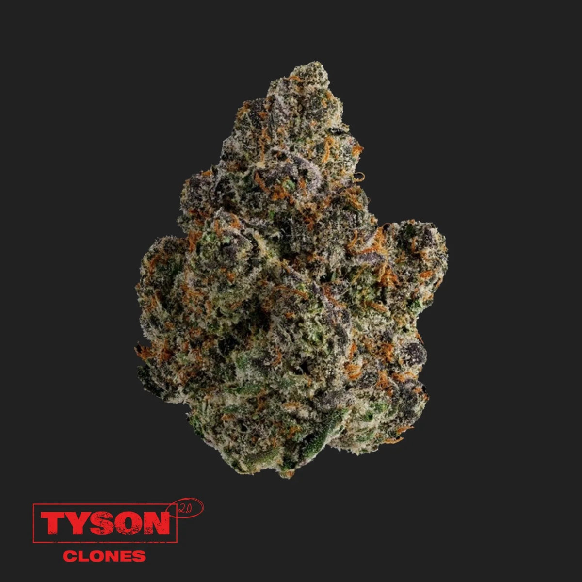 Tyson 2.0 Steckling - Intergalactic Toad Hanfpflanzen 1 Steckling - Hanfify®