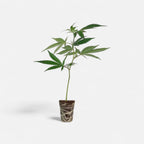 Tyson 2.0 Steckling - Intergalactic Toad Hanfpflanzen 1 Steckling - Hanfify