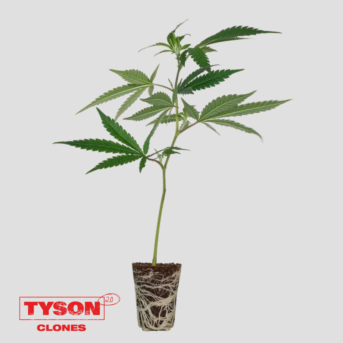 Tyson 2.0 Steckling - Intergalactic Toad Hanfpflanzen 1 Steckling - Hanfify®