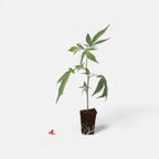 Tyson 2.0 Steckling - Knockout OG Hanfpflanzen 1 Steckling - Hanfify