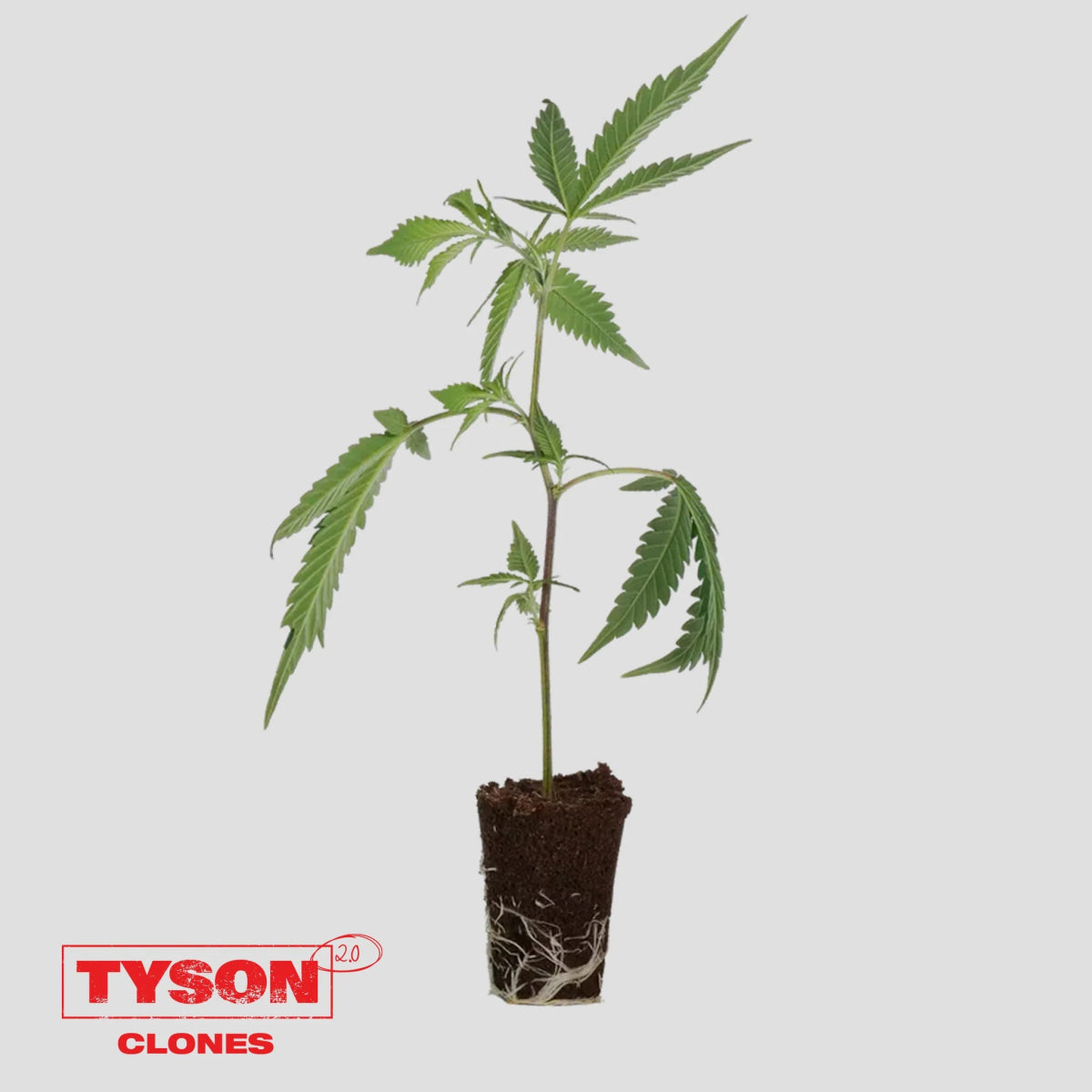 Tyson 2.0 Steckling - Knockout OG Hanfpflanzen 1 Steckling - Hanfify®
