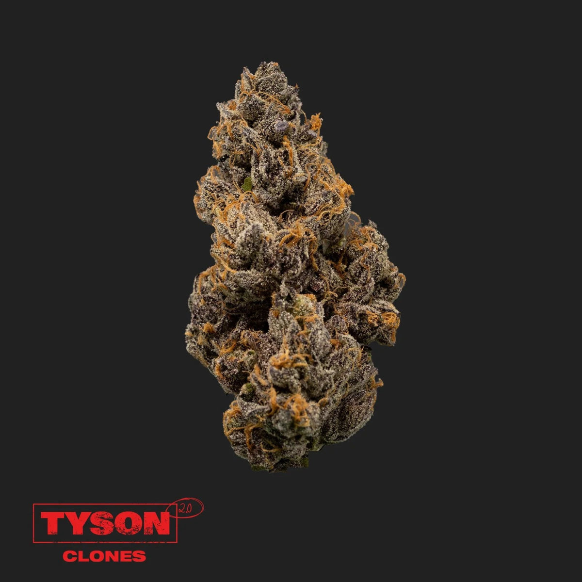 Tyson 2.0 Steckling - Knockout OG Hanfpflanzen 1 Steckling - Hanfify®