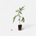 Tyson 2.0 Steckling - Knockout OG - Hanfstecklinge - Hanfify®