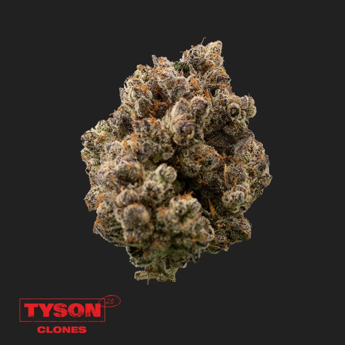 Tyson 2.0 - Tangie Hook Hanfpflanzen 1 Steckling - Hanfify®