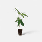 Tyson 2.0 - Tangie Hook Hanfpflanzen 1 Steckling - Hanfify