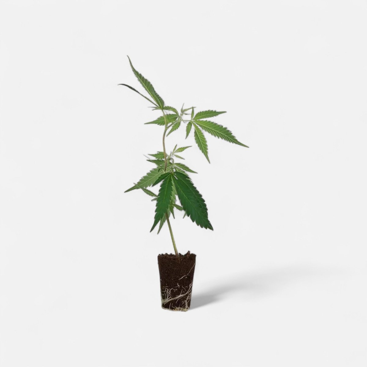 Tyson 2.0 - Tangie Hook Hanfpflanzen 1 Steckling - Hanfify