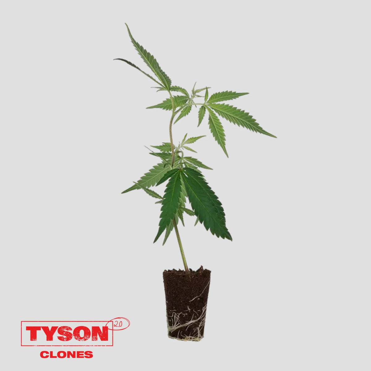 Tyson 2.0 - Tangie Hook Hanfpflanzen 1 Steckling - Hanfify®