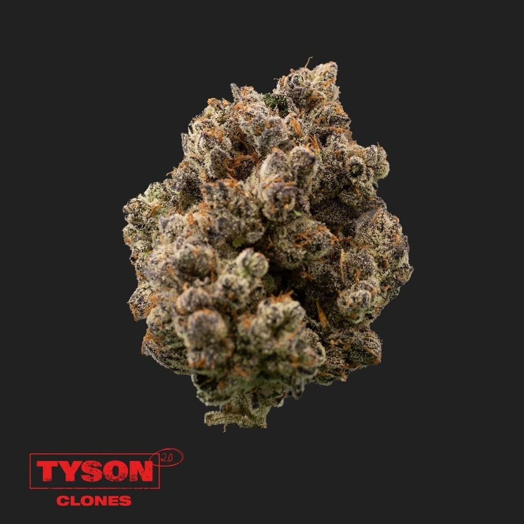 Tyson 2.0 - Tangie Hook - Hanfstecklinge - Hanfify®