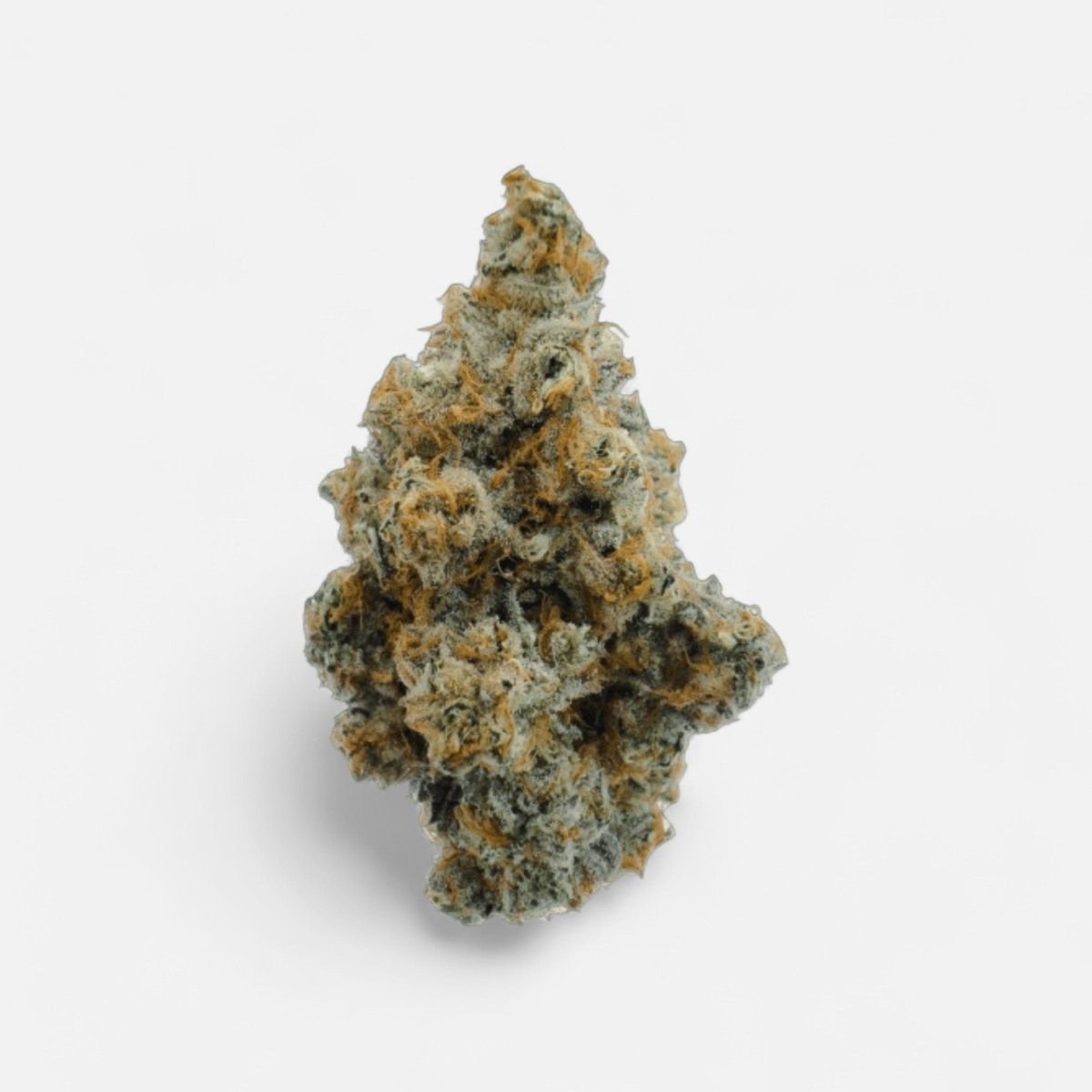 Wappa Hanfstecklinge - Hanfify