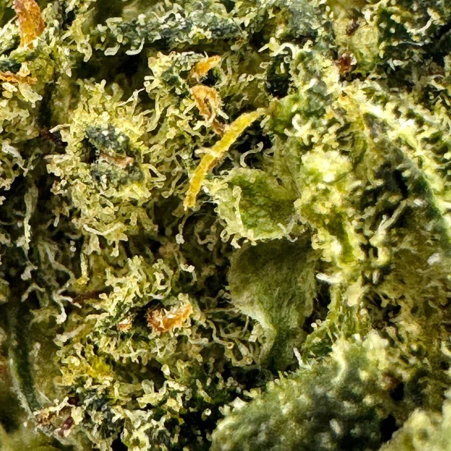 Watermelon Ökopack - Blüten - Hanfify®