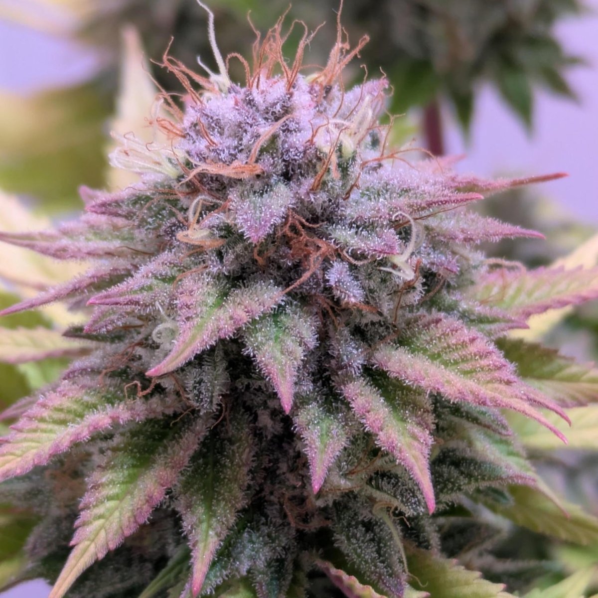 Watermelon Zkittlez Samen Feminisiert Cannabissamen 1 Samen (+1 gratis) - Hanfify®