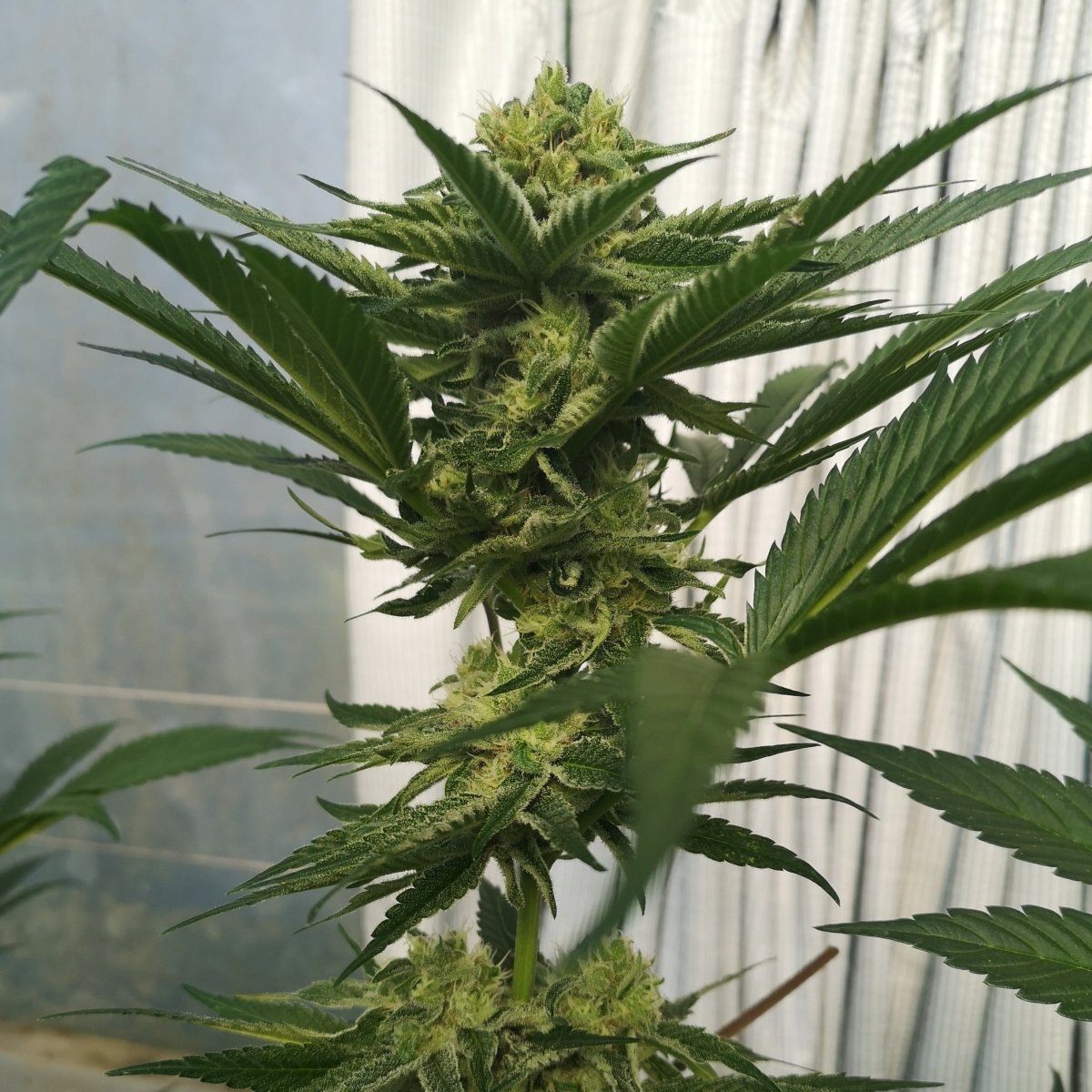 Wedding Cake Samen Feminisiert Cannabissamen 1 Samen - Hanfify®