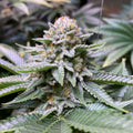 White Fire OG Samen Automatik - Cannabissamen - Hanfify®