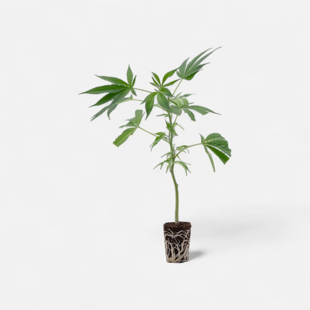 White Russian Hanfpflanzen - Hanfify