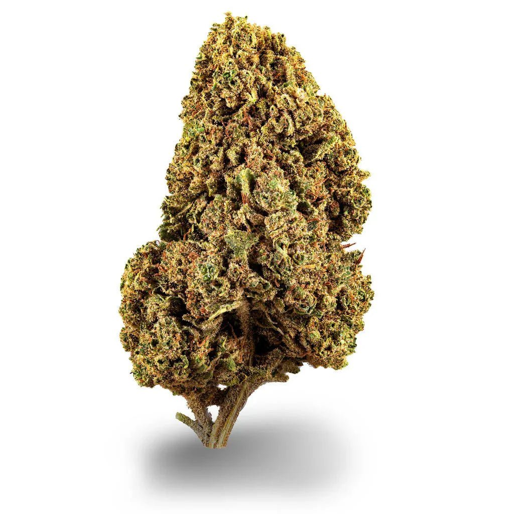 White Widow - Blüten - Hanfify®