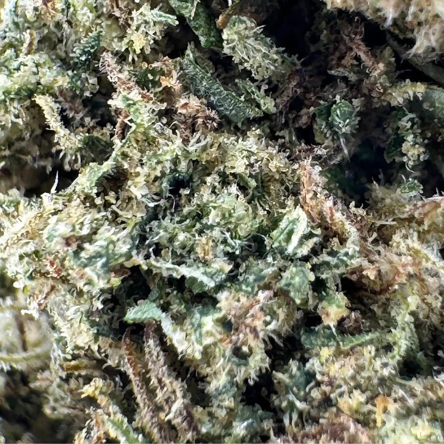 White Widow Ökopack - Blüten - Hanfify®