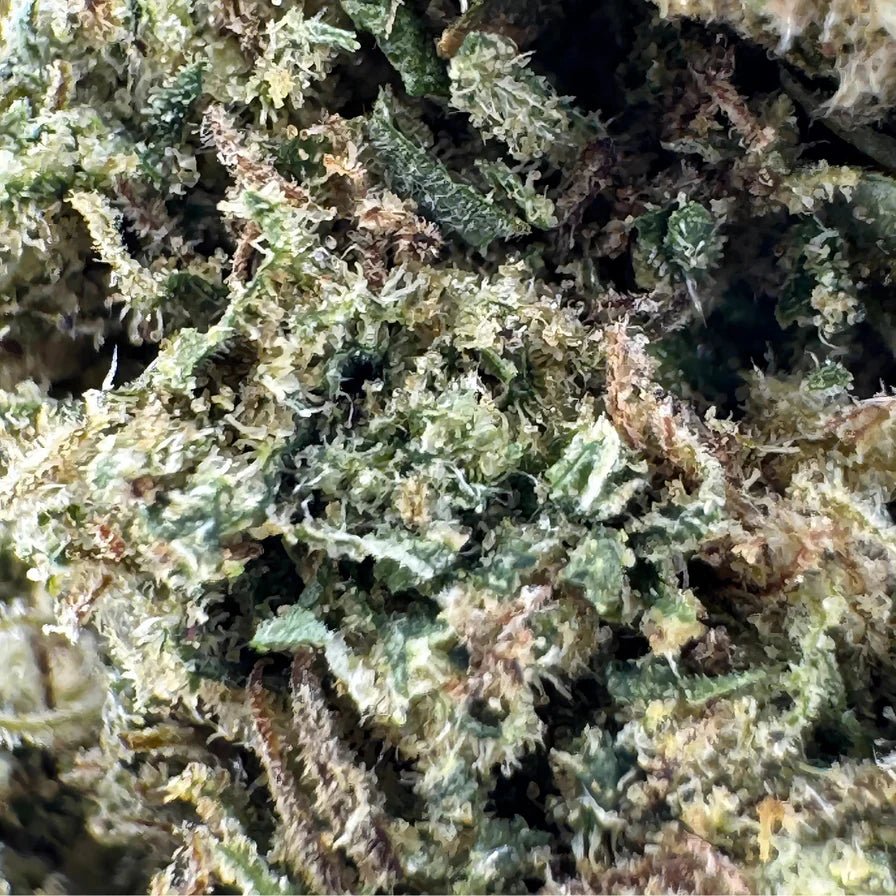 White Widow Ökopack Blüten 3g - Hanfify®